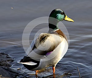 Mallard