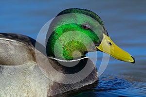 Mallard