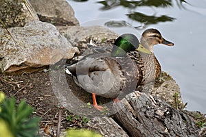 Mallard Anas platyrhynchos, 14.