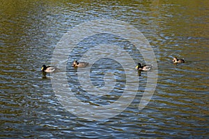 Mallard Anas platyrhynchos, 16.