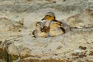 Mallard - Anas platyrhynchos