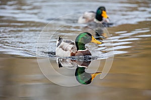 Mallard (Anas platyrhynchos