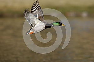 Mallard, Anas platyrhynchos