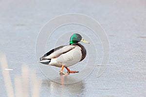 Mallard (Anas platyrhynchos)