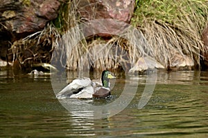 Mallard Anas platyrhynchos, 5.