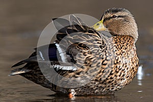 Mallard - Anas platyrhynchos