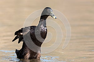 Mallard - Anas platyrhynchos