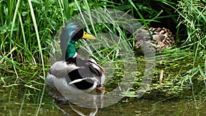 The mallard, Anas platyrhynchos is a dabbling duck