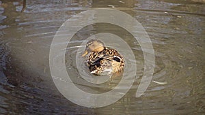 The mallard Anas platyrhynchos is a dabbling duck, the bird is resting in the water and near the reservoir