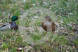 Mallard Anas platyrhynchos dabbling duck couple switzerland