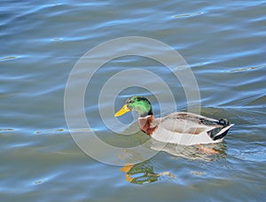 Mallard Anas platyrhynchos is a dabbling duck on Fool Hollow Lake in Show Low, Navajo County, Apache Sitgreaves National Forest,