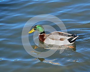 Mallard Anas platyrhynchos is a dabbling duck on Fool Hollow Lake in Show Low, Navajo County, Apache Sitgreaves National Forest,