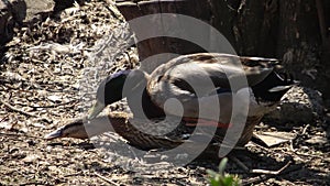 The mallard Anas platyrhynchos is a dabbling duck, mating birds