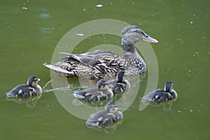 Mallard Anas platyrhynchos dabbling duck with offspring