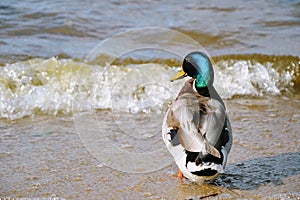 The mallard Anas platyrhynchos dabbling duck standing at the shore