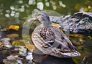 The mallard Anas platyrhynchos dabbling duck waterfowl bird. Closeup of a female mallard duck in a pond or river water in autumn