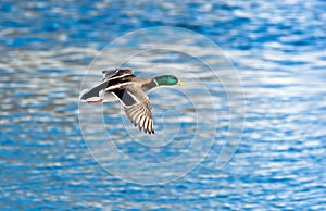 Mallard, Anas platyrhynchos, drake