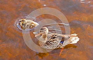 Mallard Anas platyrhynchos duckling duck quacking