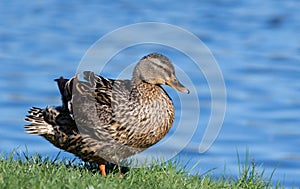 Mallard, Anas platyrhynchos. A female duck basks on the bank of the river, sitting on the grass