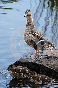 Mallard Anas platyrhynchos, Lagan River, Belfast, Northern Ireland, UK