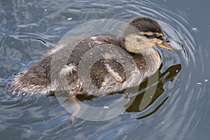 Mallard Anas platyrhynchos, Lagan River, Belfast, Northern Ireland, UK