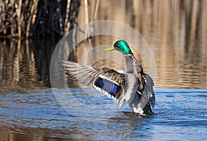 Mallard, Anas platyrhynchos. A male bird flapping his wings