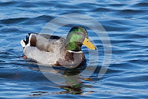 Mallard, Anas platyrhynchos. In the morning, the male swims down the river