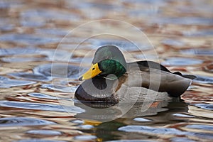 Mallard (Anas platyrhynchos platyrhynchos)