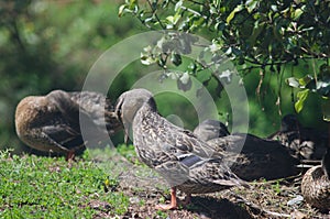 Mallard Anas platyrhynchos preening.