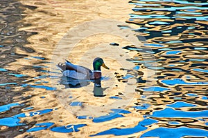 The Mallard Anas platyrhynchos is a species of anseriform bird of the Anatidae family, swimming at dusk.