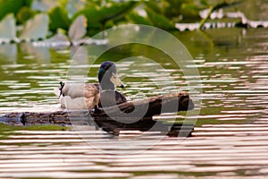 Mallard (Anas platyrhynchos) swimming in lake near log