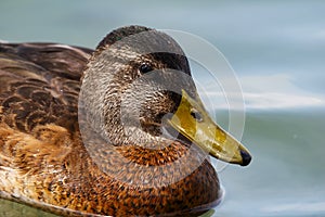 Mallard bird on the lake. Wild duck in the water. Water life and wildlife. Nature photography