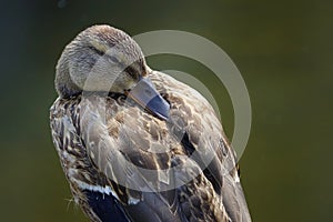 Mallard birdling