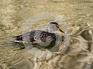 Mallard blue female in the river