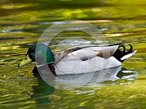 Mallard or Blue swimming in the water