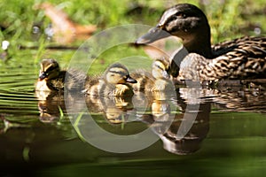 Mallard Brood