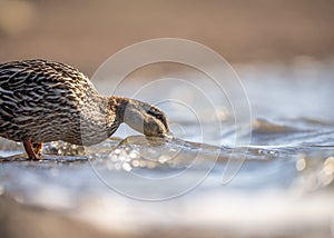 Mallard brown duck drinking water from shore of countryside lake in summer day sunshine.
