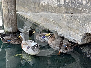 A mallard calling out to his friends.