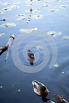 Mallard and Caroline duck swimming in a calm lake