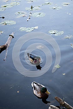 Mallard and Caroline duck swimming in a calm lake