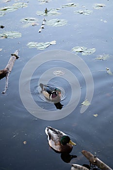 Mallard and Caroline duck swimming in a calm lake
