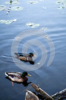 Mallard and Caroline duck swimming in a calm lake