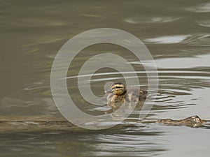 Mallard chick swims in the pond