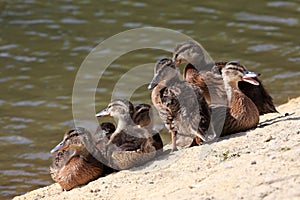 Mallard Chicks (Anas platyrhynchos)