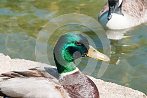 Mallard, common duck at the duck pond