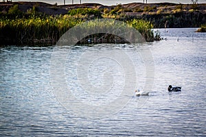 Mallard couple swimming at the lake of Yuma, Arizona