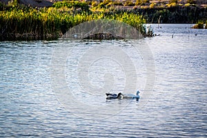 Mallard couple swimming at the lake of Yuma, Arizona