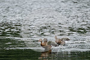 A mallard dabbling duck, Anas platyrhynchos taking off on a lake