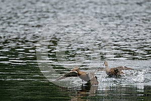 A mallard dabbling duck, Anas platyrhynchos taking off on a lake