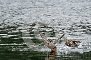A mallard dabbling duck, Anas platyrhynchos taking off on a lake
